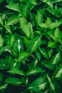 Full frame shot of green leaves