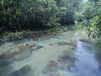 Scenic view of waterfall in forest