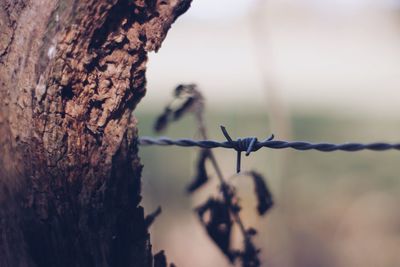 Close-up of barbed wire fence against tree