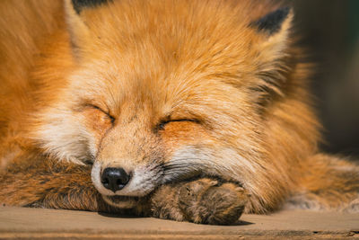 Close-up of a dog sleeping