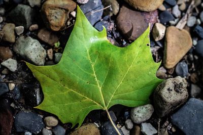 High angle view of autumn leaves on pebbles