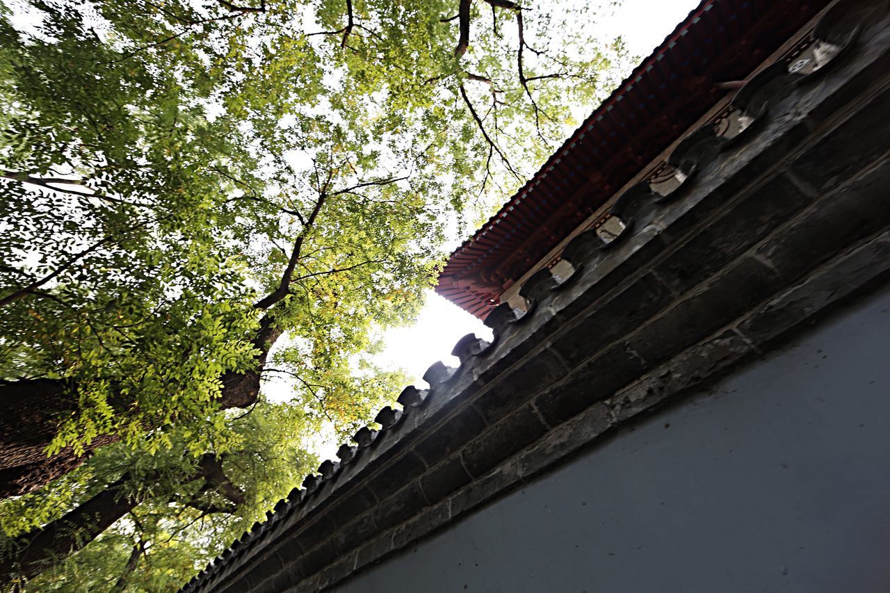 architecture, built structure, low angle view, building exterior, tree, branch, sky, day, city, building, connection, clear sky, bridge - man made structure, outdoors, no people, residential building, residential structure, growth, transportation, house