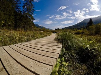 Surface level of boardwalk amidst plants against sky