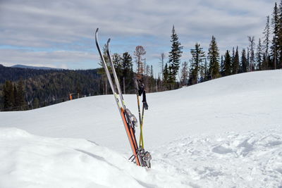 Alpine skiing with sticks stand in a white snowdrift against the background of the taiga.