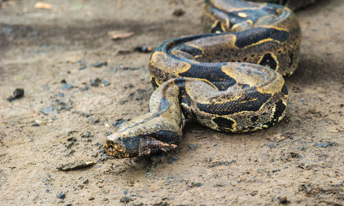 High angle view of crab on sand