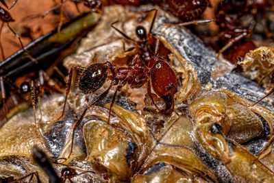 Close-up of ant