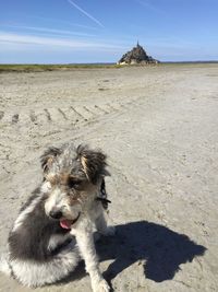 Dog on the beach