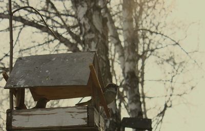 Close-up of bare tree against sky