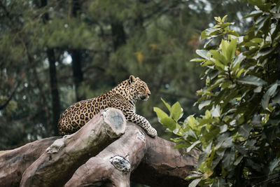 Portrait of a leopard enjoying the day on the tree