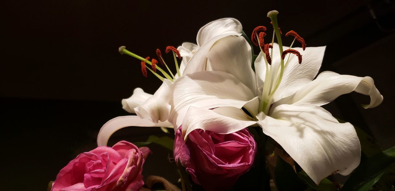 CLOSE-UP OF WHITE ROSES AGAINST BLACK BACKGROUND