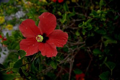 Close-up of red flowers