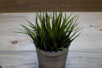 Close-up of potted plant