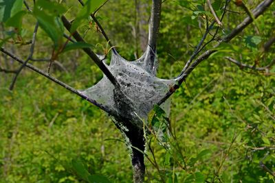 Close-up of tree trunk