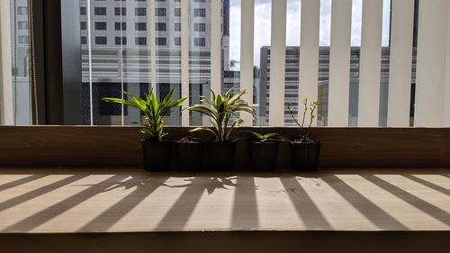 Potted plants on window sill