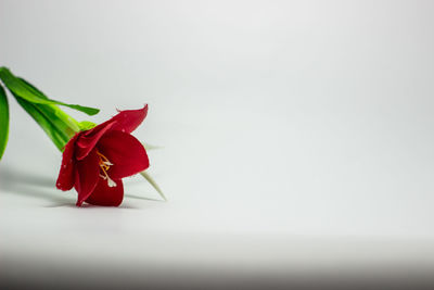 Close-up of red rose against white background