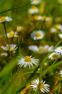 Close-up of white flowering plant