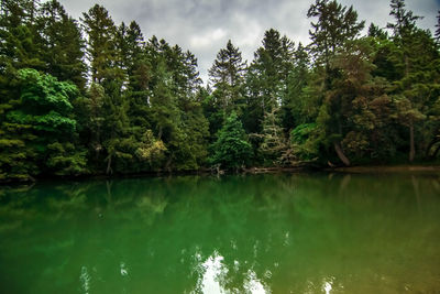 Scenic view of lake by trees in forest against sky