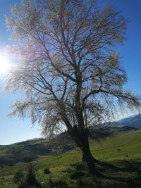 Tree on field against clear sky