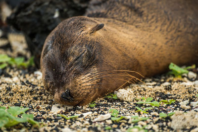 Close-up of seal sleeping at beach