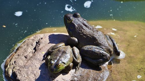 Close-up of frog in water