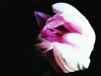 Close-up of flower over black background