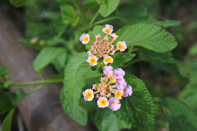 Close-up of flowering plant