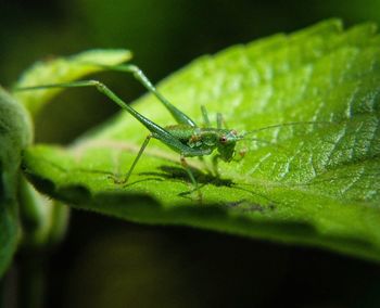 Close-up of insect on leaf