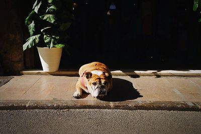 Dog at park