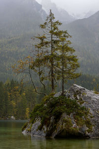 Tree by lake in forest