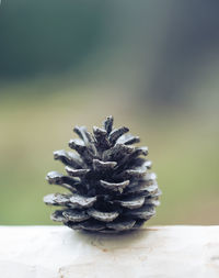 Close-up of pine cone on wood