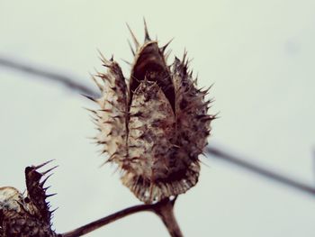 Close-up of thistle