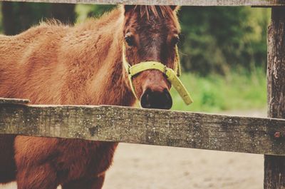 Close-up of horse