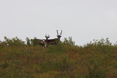 Deer in a field