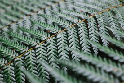 Close-up of fern leaves