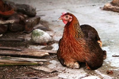 Close-up of rooster