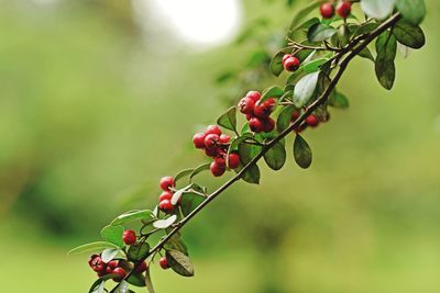 Close-up of red berries look alike growing on tree