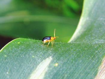 Close-up of insect on leaf