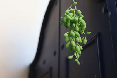 Close-up of plant against wall