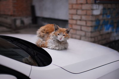animal