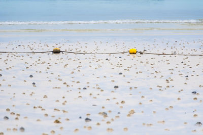 Close-up of birds on beach against sky