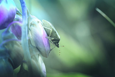 Close-up of insect on purple flower
