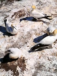 High angle view of seagull on snow