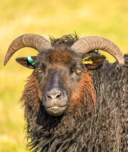 Close-up portrait of goat