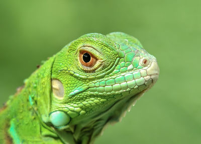 Close-up of green lizard