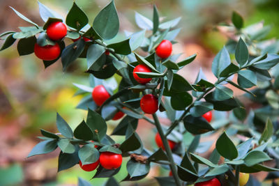 Ruscus aculeatus or butcher's-broom plants