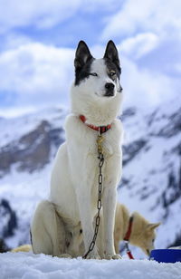 Husky dog portrait