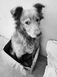 High angle portrait of dog sitting on floor