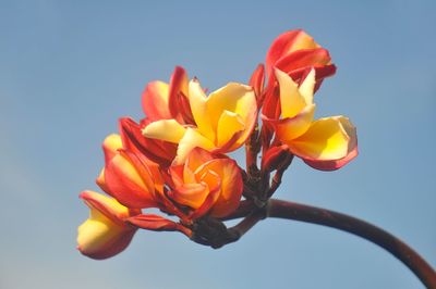Low angle view of orange flower against sky