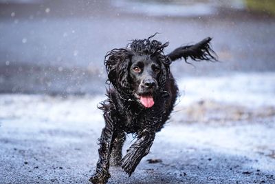 Portrait of wet dog during winter