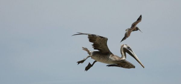 Low angle view of birds flying against clear sky